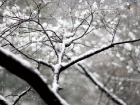 雪の積もった木の枝