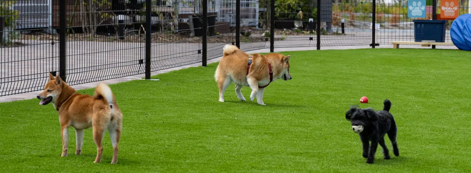 ドッグラン